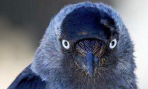 NON À LA DESTRUCTION DU CHOUCAS ! NON A L’ARRÊTÉ QUI PERMET DE 