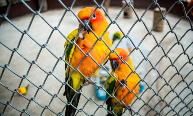 Les zoos et parcs animaliers ne sont pas des prisons pour animaux : Libérons les oiseaux du parc de Villars-les-Dombes