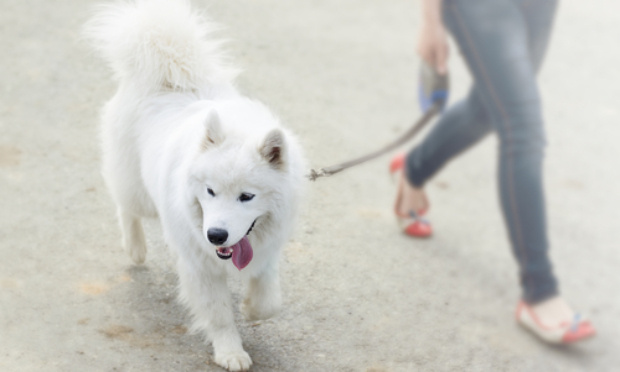 Pour la promenade des chiens dans des lieux interdits