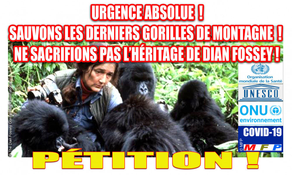 Covid-19 : Urgence absolue ! Sauvons les derniers gorilles de montagne ! Ne sacrifions pas l'héritage de Dian Fossey !