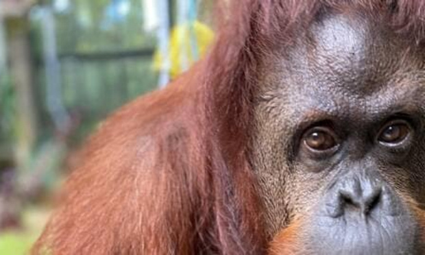 Pour transformer en partie la dette des pays pauvres en titres de propriété de terrains à transformer en réserves naturelles