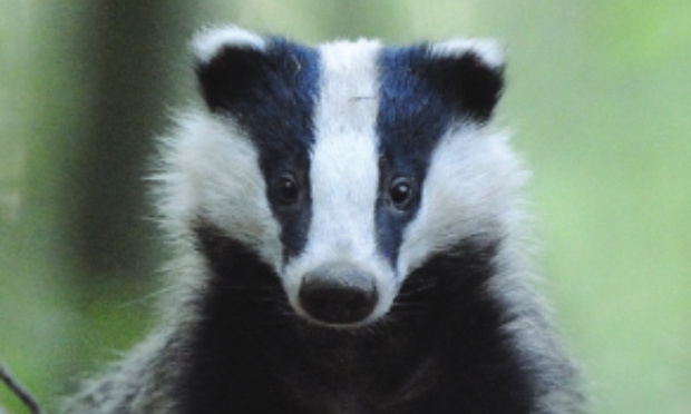 Interdire la chasse du blaireau en France.