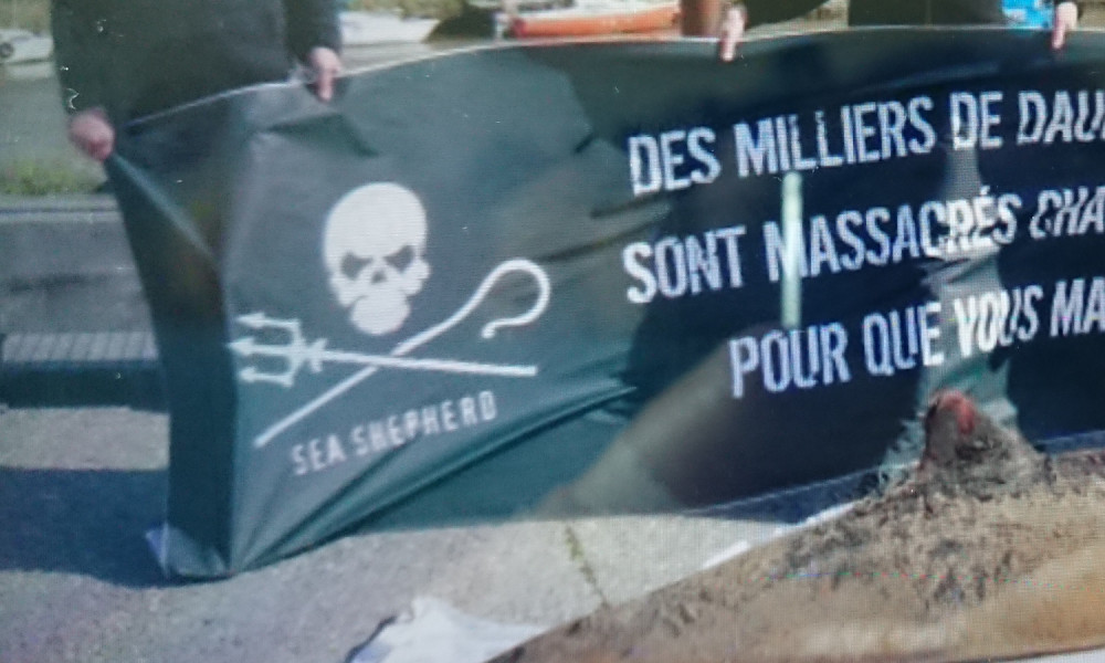 Pétition très urgente : Interdire le massacre des dauphins pour protéger nos amies