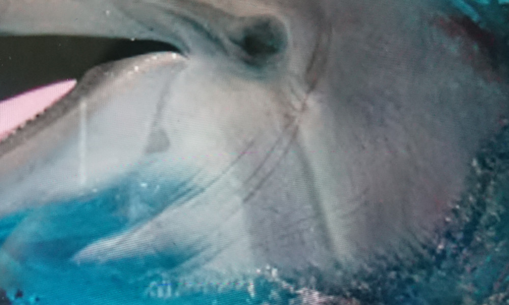 Pétition urgente : Non à la fermeture du Marineland d'Antibes