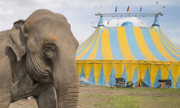 Abolition des cirques avec animaux sur notre commune
