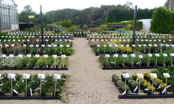 Demande urgente d'ouverture  pour sauver les horticulteurs et pépiniéristes de la faillite