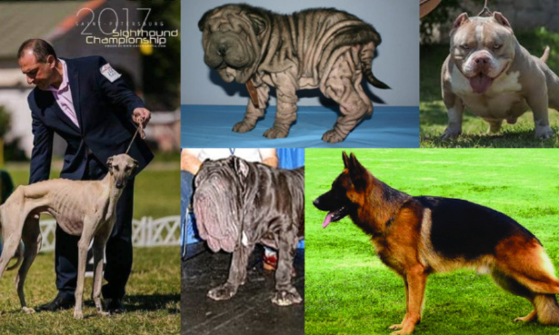 Stop à l’industrie du fric et de la souffrance du haut milieu canin !