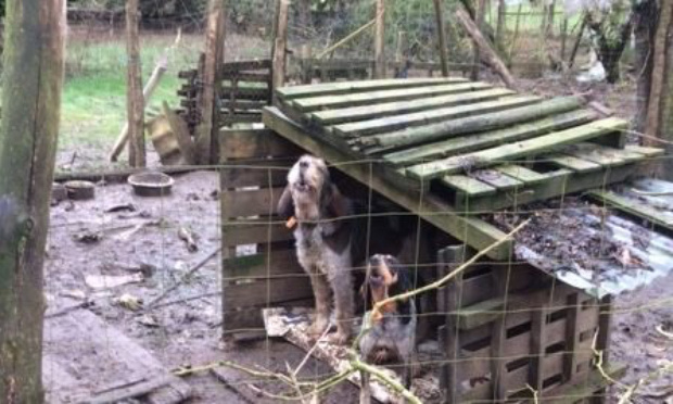 CHIENS DE CHASSE : STOP À LEUR MALTRAITANCE