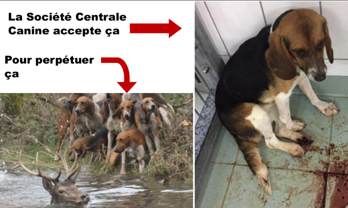Le lobby de la chasse gangrène la Société Centrale Canine : STOP !
