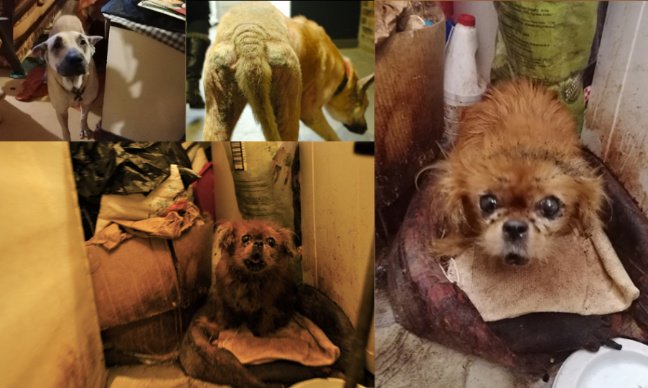 8 CHIENS MALTRAITÉS ET SEQUESTRÉS ; DES CADAVRES D’ANIMAUX RETROUVÉS