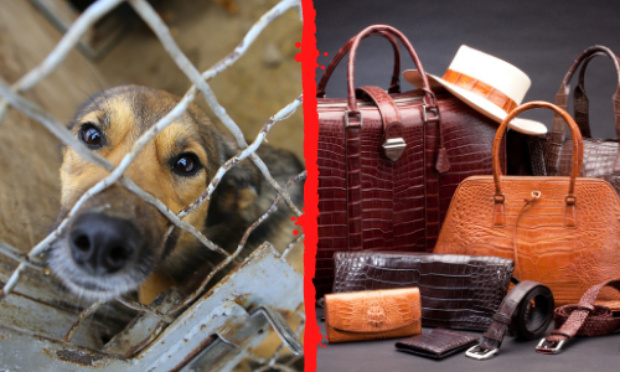 CHIENS TORTURÉS : STOP AU MASSACRE POUR L’INDUSTRIE DU CUIR !