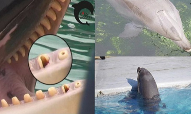 Souffrance dans les bassins : Mme Pompili, passez aux actes ! Interdisez la reproduction des cétacés captifs !