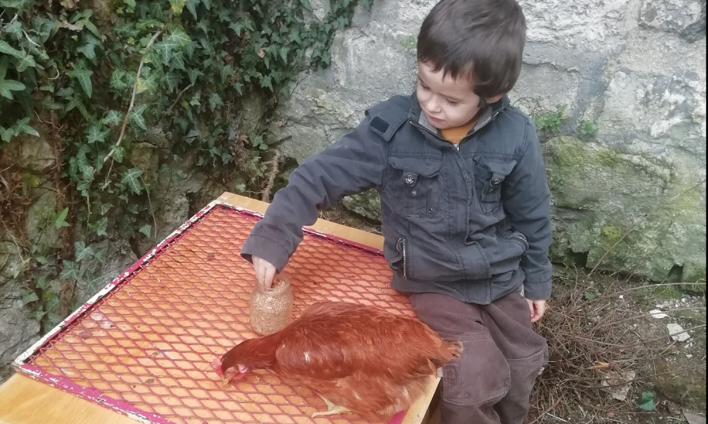 Monsieur le Maire, rendez-nous notre poule pondeuse svp