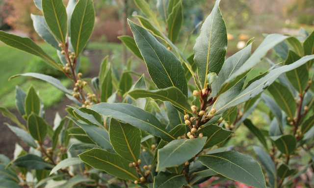 Covid-19 : l’HE de Laurier Noble, un candidat prometteur à tester cliniquement : le Gouvernement doit réaliser au plus vite l’évaluation clinique de cette huile essentielle (HE) antivirale à fort potentiel contre les coronavirus !