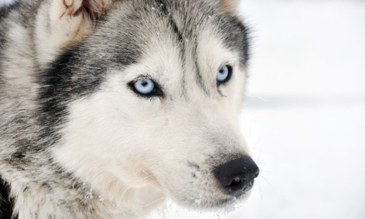Peine de prison ferme pour l'agriculteur ayant assassiné  un husky à coups de fusil dans son champ à Crémieu  ( Isère)
