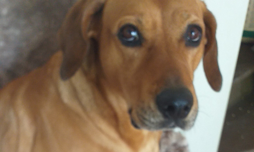 La création d'un cimetière animalier avec l'autorisation de pouvoir enterrer un chien de plus de 40kg pour lui éviter l'incinération et ou l'équarrissage