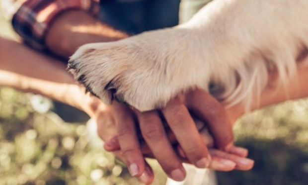 Interdiction de TOUS les animaux dans les cirques