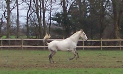 Igloo : pouvoir soigner les chevaux confinés depuis le 19 Mars