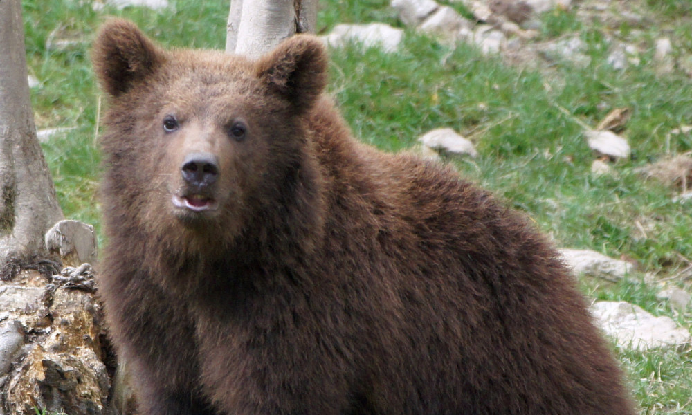 Pyrénées : Les ours ne sont pas des cobayes ! STOP aux effarouchements, fongicide vomitif, captures injustifiées et autres expérimentations irresponsables, en France comme en Espagne !