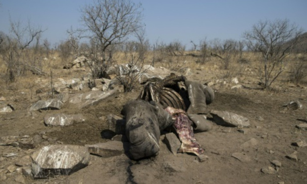 Stop à l'augmentation du braconnage pendant le confinement