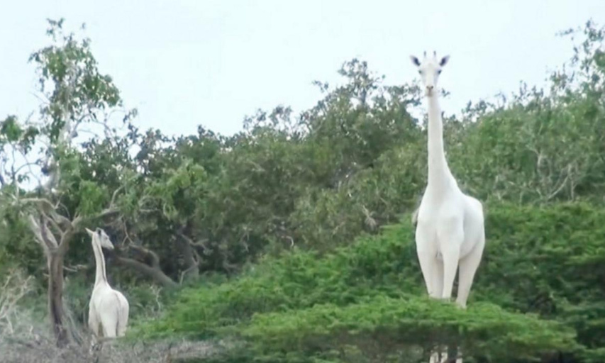 Justice pour les deux girafes blanches tuées par des braconniers.