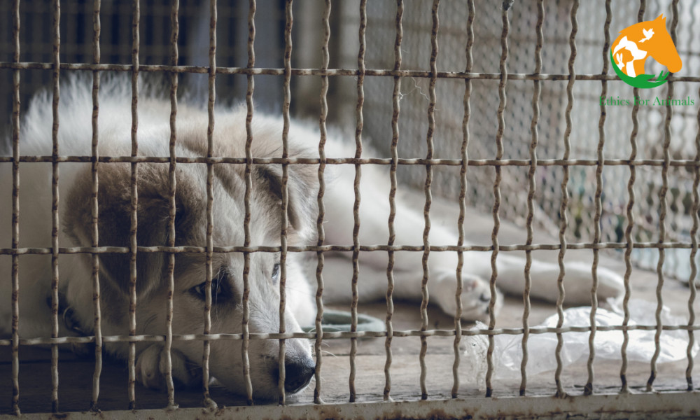 Pour une aide d'urgence aux refuges et associations de Protection Animale durement touchés par le Covid19 et le confinement !