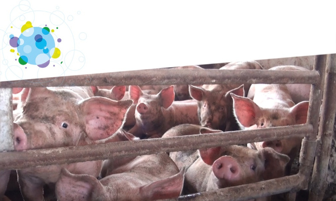 Contre les pandémies, stoppons l'élevage industriel !