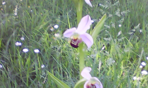Ne tondez plus les parcs, laissez vivre la nature !