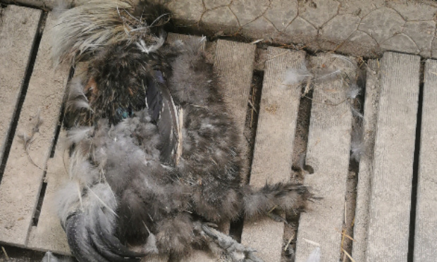 TOULOUSE l' insécurité chez soi