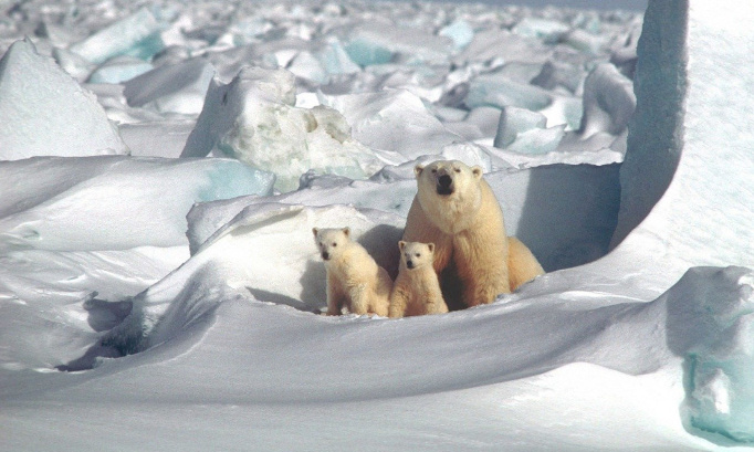 Naissance d'oursons polaires sur la Côte d'Azur : Vous trouvez cela magique ?