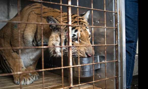 Contre la domestication de grands fauves dans plusieurs états.