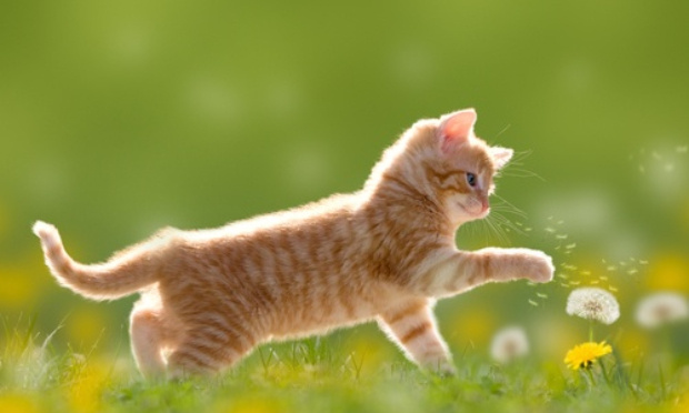 Condamner les propos tenus par Monsieur Willy Schraen, Président de la Fédération des Chasseurs