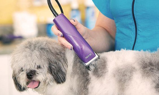 Le Toilettage est un service essentiel (COVID-19)