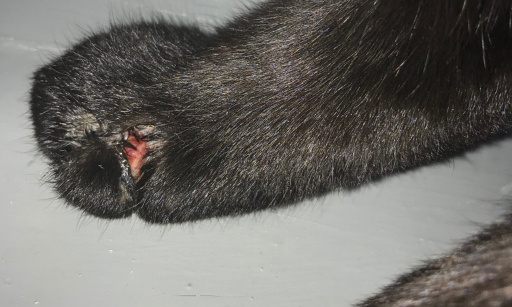 Justice pour mon chat Krokmou, 5 ans !