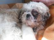 Justice contre la maltraitance de Tobby