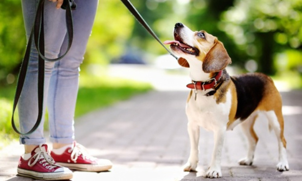 Pour la réouverture des services animaliers et parcs canins !