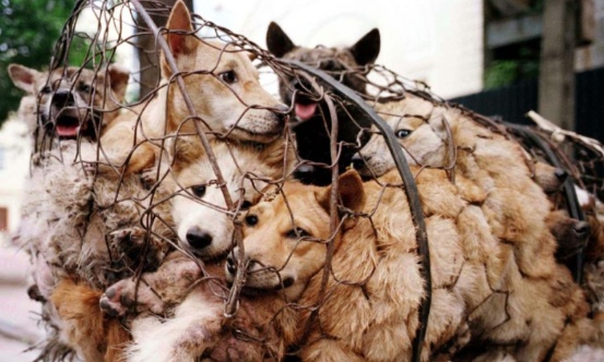 Respectons tous les animaux stop à leur tortures !