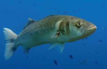 Pétition pour la sauvegarde du bar (Dicentrarchus Labrax)