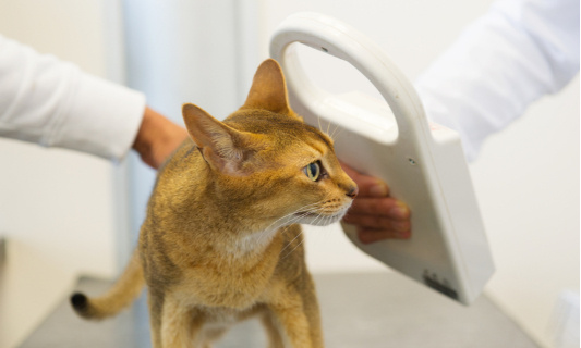 Rendre l'identification des chats plus accessible pour que la loi soit applicable