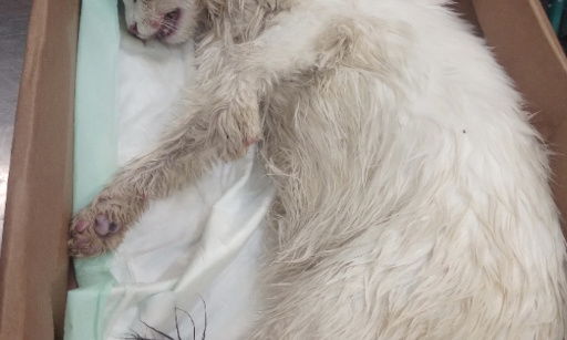 Ange 10 mois empoisonnée à la mort aux rats