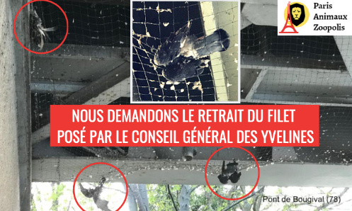 Demandons le retrait du filet qui tue des pigeons à Bougival (78)