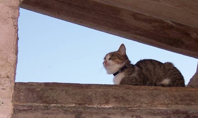 Faire baisser les frais d'identification et de stérilisation des chats.