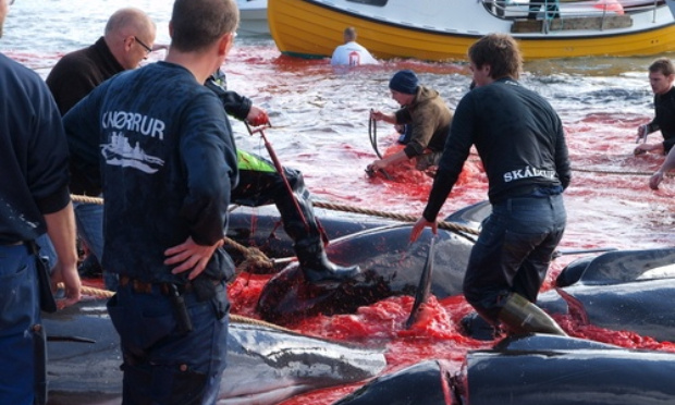 Contre le Massacre de Dauphins aux Iles Féroé