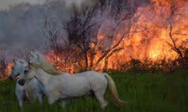 Chevaux Camargue au service de la prévention des feux de forêt
