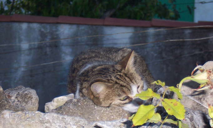 Faire baisser nos dépenses pour l'identification et la stérilisation des chats