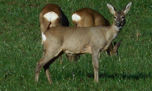 Non aux tirs des chevreuils au cimetière de Bâle, le 
