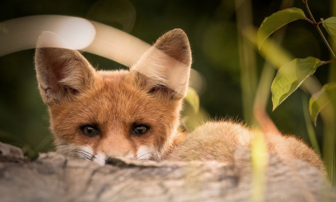 SCANDALE : LE MINISTÈRE DE L’ECOLOGIE EN ÉTAT D’URGENCE  POUR LA REPRISE DE LA CHASSE