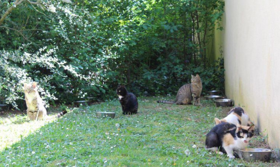 Pour la stérilisation et la protection des chats errants de Meaux