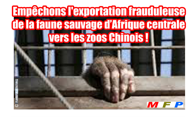 Empêchons l'exportation frauduleuse de la faune sauvage d’Afrique centrale vers les zoos chinois !