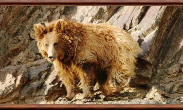 Sauvons les derniers ours de Gobi !